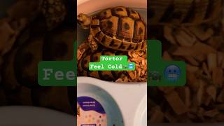 Tortoises feel cold  Always want outside the house animallover shorts pets [upl. by Levram]