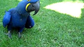 Blue Parrot Hyacinth Macaw chases girl [upl. by Milly]