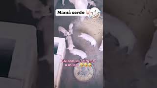 Tirando los problemas 🤣 suscribete cosasdeanimales cosasdecerdos [upl. by Leasim]