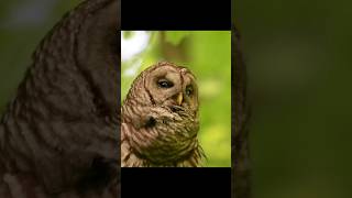 Amazing Owl Hooting Sounds [upl. by Droffilc]