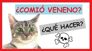 ¿Qué Hacer Cuando un Gato está Envenenado PRIMEROS AUXILIOS [upl. by Clair317]