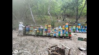 Alta Producion de Cria de Abejas Reinas y banco de miel con Sistema Palmer version San Andres [upl. by Ahsiryt]