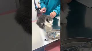 Cat Jumps Away During Injection [upl. by Lak]