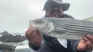 STRIPERS DUNGEES CAVEZON amp SEAGULS [upl. by Cinelli]