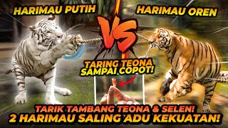 PERTAMA DI DUNIA  TARIK TAMBANG HARIMAU VS HARIMAU  SELEN VS TEONA SIAPA YANG MENANG [upl. by Swope]