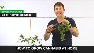 Ep 5  Harvesting Stage Instructions  Craft Cannabis  Home [upl. by Eyanaj693]