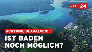 Gefährliche Blaualgen So weißt du wo du baden kannst [upl. by Idola133]