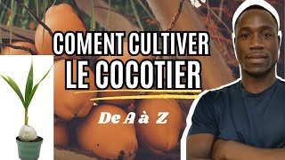 Cultiver le COCOTIER 🥥 [upl. by Huda]