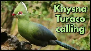 KNYSNA TURACO calling Knysna Loerie old name [upl. by Nwahsed]