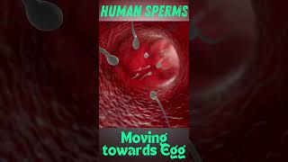 Human sperm moving towards egg  How sperm meets egg  Human sperms under microscope [upl. by Aniretac]