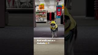 👻 Target must be a magical place🍌🤩 husky pomskydog funnydogs cutepuppy fyp puppy dogmemes [upl. by Aihsik308]