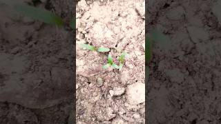 How to grow beetroot at homegardeningshortssustainabilityyoutubeshorts [upl. by Nyladnor]