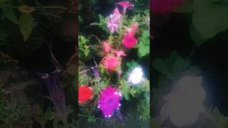 Lab pe aati hai dua school love youtubeshorts houseplants [upl. by Catarina]