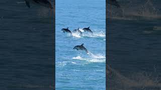 Whale watch Kaikoura whale whalewatching dolphin seabirds kaikoura marinelife [upl. by Mudenihc]