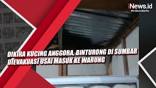 Dikira Kucing Anggora Binturong di Sumbar Dievakuasi Usai Masuk ke Warung [upl. by Selry]