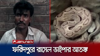 অজগর ভেবে ধরলেন রাসেল ভাইপার এক ছোবলেই শেষ সাপুরে  Faridpur  Russell Viper  Jamuna TV [upl. by Berghoff]