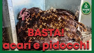 Come ELIMINARE PIDOCCHI e ACARI dal pollaio [upl. by Atinehc]