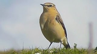 Northern Wheatear  Birdwatching England [upl. by Fachan495]