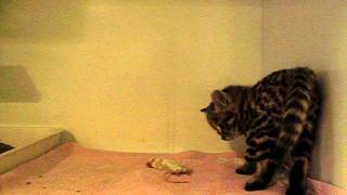 6 weeks old hand reared blackfooted cat Felis nigripes is playing with mice RSCC [upl. by Towrey]