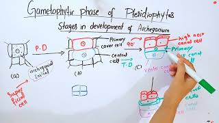 Gametophytic phase of PteridophytesBSc and MSc botany topic [upl. by Kyred751]