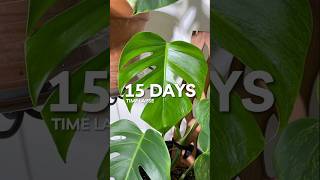 Monstera Aurea Time Lapse 15 days houseplants [upl. by Nniuq]