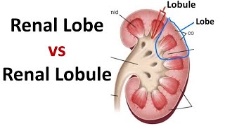 Renal Lobe vs Renal Lobule Understanding Kidney Microanatomy [upl. by Ahsiral]