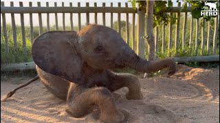 An Elephant Escort for Phabeni as Lundi amp Setombe Care for the New Baby [upl. by Harikahs]