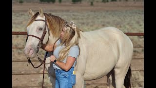 quotApollos MaxaMillionquot  Amber Champagne Missouri Fox Trotter Gelding [upl. by Bullen]