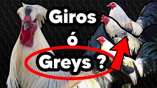 variedades de gallos giros ¿ Giros ó Greys [upl. by Moria]