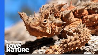 Thorny Devil Lizard Australia’s Tiny Dragon [upl. by Gyatt]