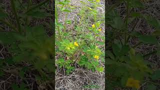 Invasive Plant Species Cleomaceae Family Cleome viscosa invasivespecies biodiversity [upl. by Aramoy]