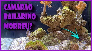 CAMARÃO MORTO amp RAÇÃO PARA MEU AQUÁRIO MARINHO [upl. by Neirual]