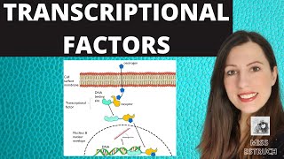 TRANSCRIPTIONAL FACTORS Gene regulation and the role of oestrogen explained [upl. by Edaj735]