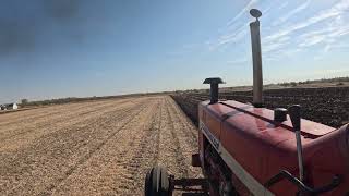 856 Farmall Plowing at local plow day [upl. by Crichton]