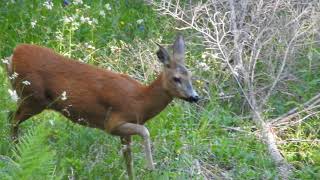 Labbaio del capriolo femmina di capriolo alla disperata ricerca del proprio cucciolo [upl. by Eimyaj]