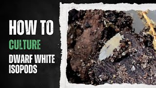 Dwarf White Isopods  Best Terrestrial Salamander Food How to Culture [upl. by Wengert944]