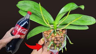 Do this after the Orchid flowers fall the orchid roots grow immediately Orchid Care for Beginners [upl. by Fredela]