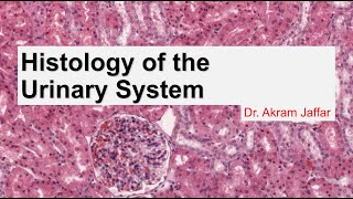 Histology of the urinary system [upl. by Anawaj]