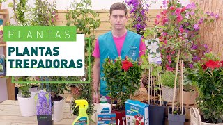 10 plantas trepadoras para la terraza o jardín  Plantas en VERDECORA [upl. by Harvard915]