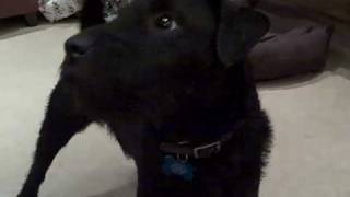 Patterdale Terrier Talking [upl. by Emelun150]