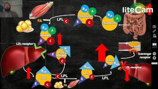 Familial Hypercholesterolemia [upl. by Azzil279]