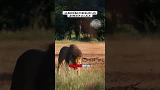 ¡La increíble fuerza de los leones en la caza animales documentaldeanimales shorts [upl. by Judenberg]