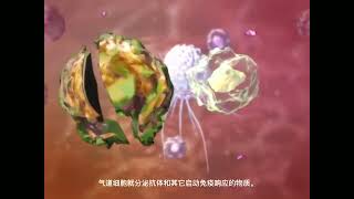 气道防御 三维立体动画演示 人体解剖学 Airway defense 3D animation demonstration humananatomy [upl. by Adnac]