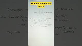 Human alimentary canal diagram [upl. by Odlaner]