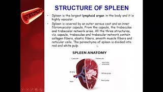 Reticuloendothelial system or Macrophages System  Spleen  Lymph nodes [upl. by Cirenoj]