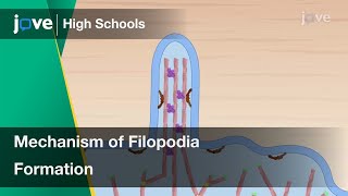 Mechanism of Filopodia Formation  Cell Bio  Video Textbooks  Preview [upl. by Ethelyn]