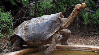 Biggest Galapagos Tortoise In The World [upl. by Lareine]