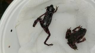 Release 2 Purple Atelopus go into their new planted vivarium [upl. by Eirelav]