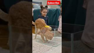 Cats toys catlovers for shorts ytshorts viralvideo trend kitten meow animals [upl. by Etac307]