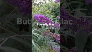 buddleia flowersummerbutterfly [upl. by Tnahs828]